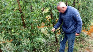 El president d'Asaja Lleida, Pere Roqué, visitant una explotació de pomes de Bellpuig afectada per la pedregada aquest dijous