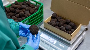 Laumont tanca l'any fiscal de la pandèmia amb una facturació de 21 milions d'euros