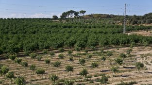 Festes del Carme. La collita del gra. Assemblea dels Amics de l'Arbre