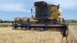 Festes del Carme. La collita del gra. Assemblea dels Amics de l'Arbre