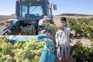 Poca verema però de gran qualitat a la vall del Corb