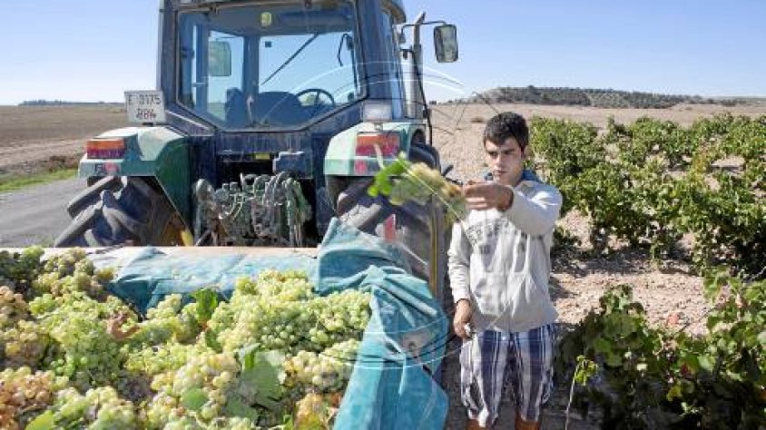 La verema s'augura curta però els caldos seran de gran qualitat