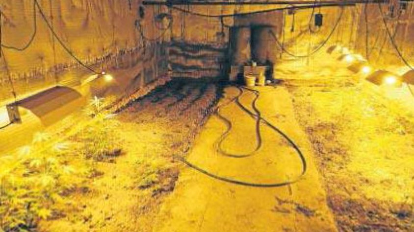 La plantació comptava amb llum artificial per facilitar el creixement de les plantes