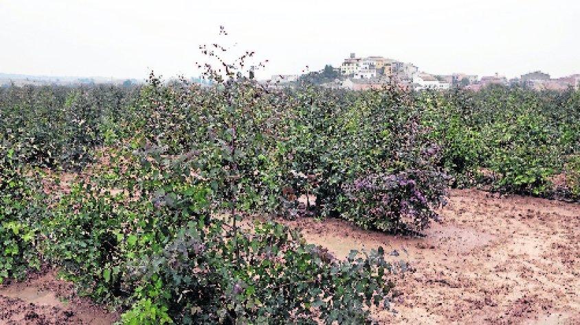 Una finca d'eucaliptus de la zona regable del canal