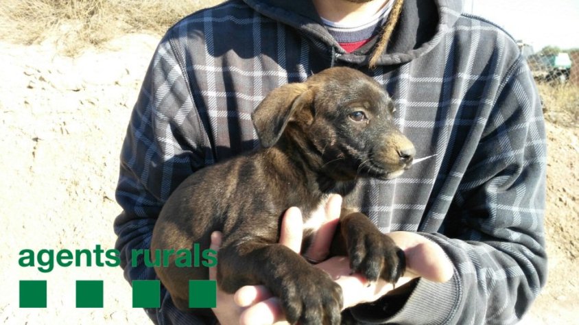 Imatge publicada ahir a Twitter d'un dels cadells trobats pels Agents Rurals a Tàrrega