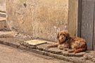 Animals que