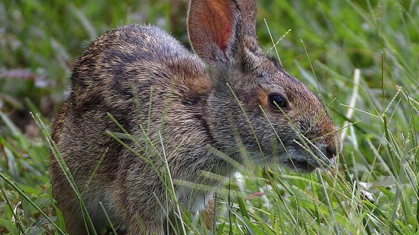 Un conill salvatge