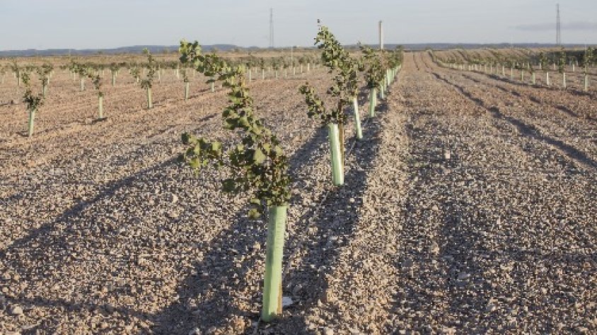 Pistatxers joves a la finca Mas de Colom de Tàrrega, que explota el grup Borges