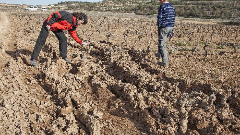Dos veïns del municipi mostren les destrosses que han patit els ceps
