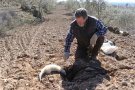 Tàrrega combat la plaga de conills del Parc de Sant Eloi