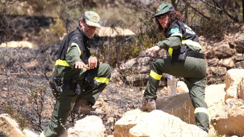 Dos agents rurals durant la investigació
