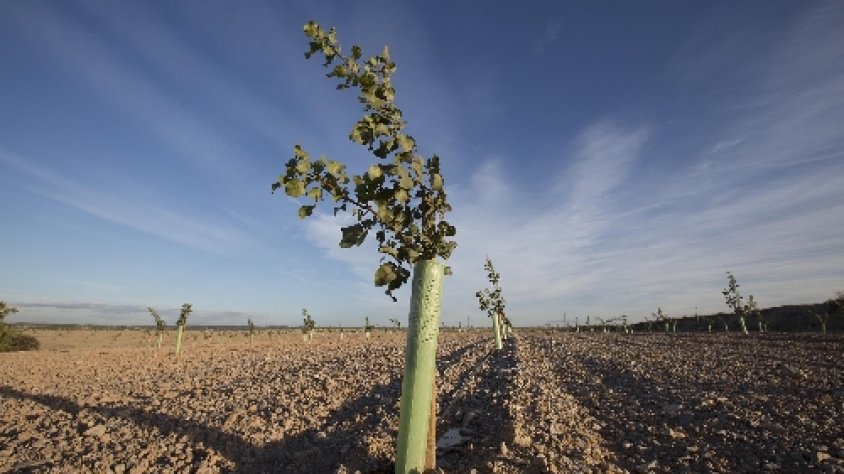 Una finca de pistatxos promoguda pel Grup Borges a Tàrrega