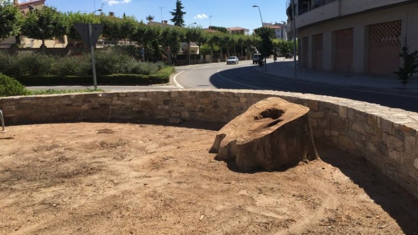 La soca de l'Om de la Plana que l'Ajuntament restaurarà