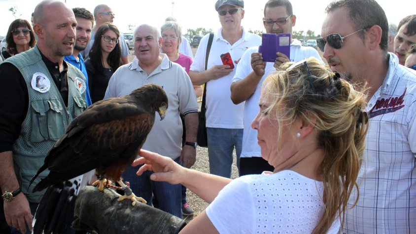 El certamen va acollir exhibicions de falconeria
