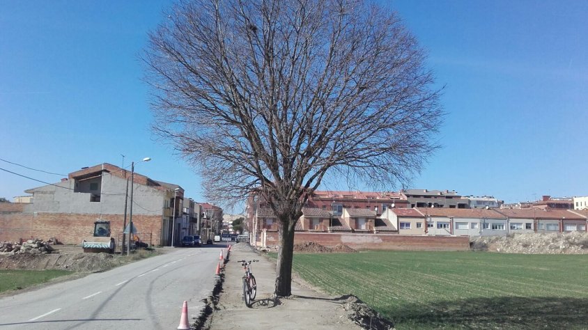 El lledoner que es demana mantenir