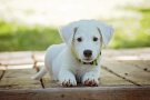 Tàrrega signa un acord amb el Col·legi de Veterinaris per millorar el cens municipal d’animals de companyia