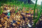 Una cinquantena de fotos participen al concurs RuralClick de la Fira del Playmobil de Tàrrega