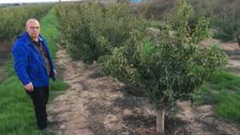 Torrons Vicens ja ha iniciat la seva activitat al Segarra-Garrigues plantant diverses hectàrees d'ametllers a Vilagrassa