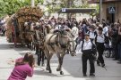 Desfilada massiva dels Tres Tombs a Anglesola amb més de 200 cavalleries