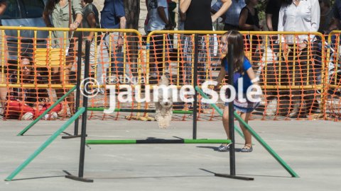 Demostració d'agility
