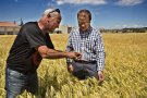 Afloren grans pèrdues a l'Urgell i la Segarra per glaçades primaverals