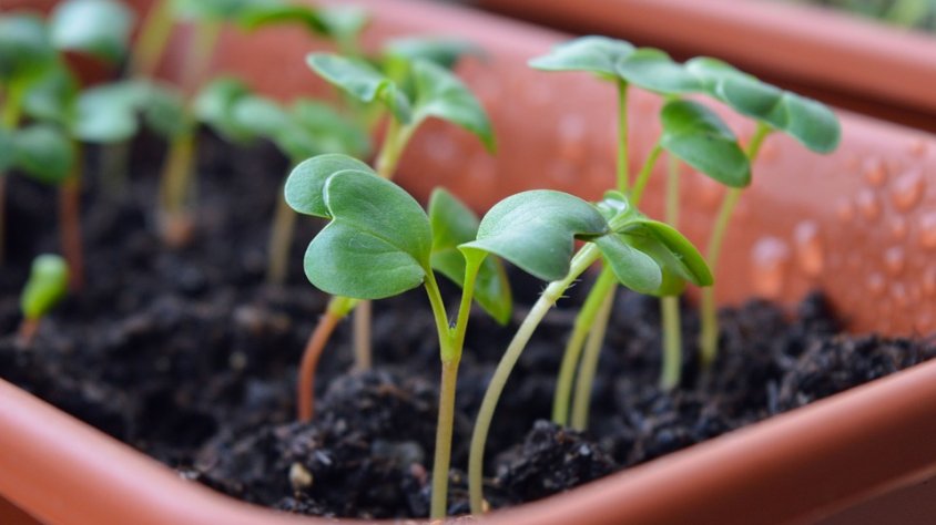 Brots de plantes en una jardinera