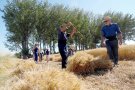 Festes del Segar i el Batre amb relleu generacional