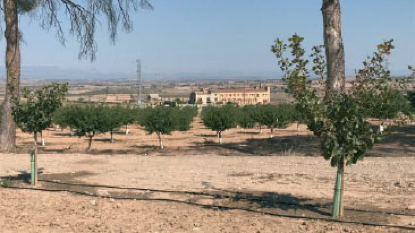 En primer terme, pistatxers; en segon, ametllers, i al fons, l'edifici de Mas Colom