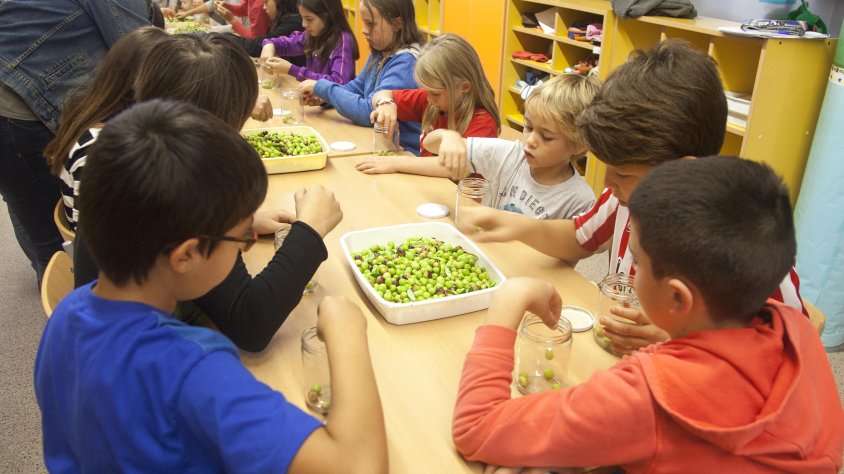 Els escolars han collit olives i les han conservat en pots