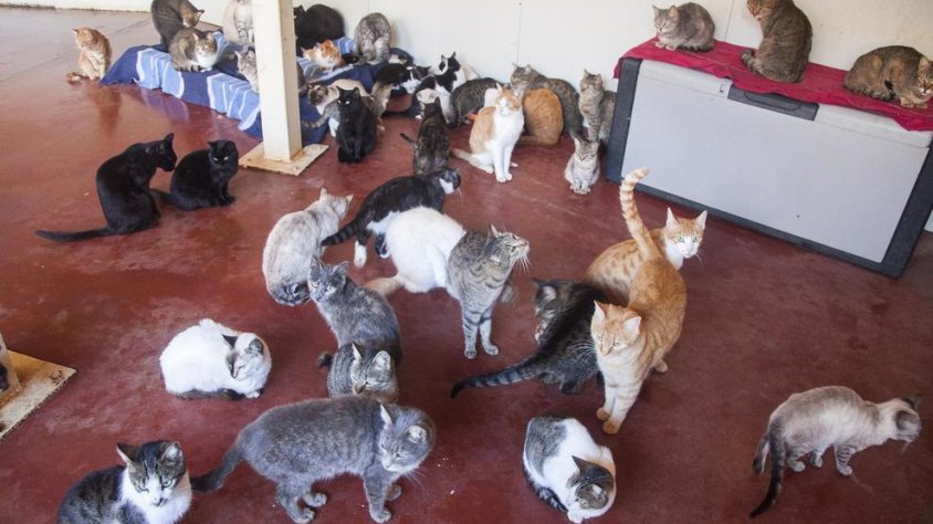 Vista d'alguns dels animals acollits per una veïna de Bellpuig en un local que té llogat