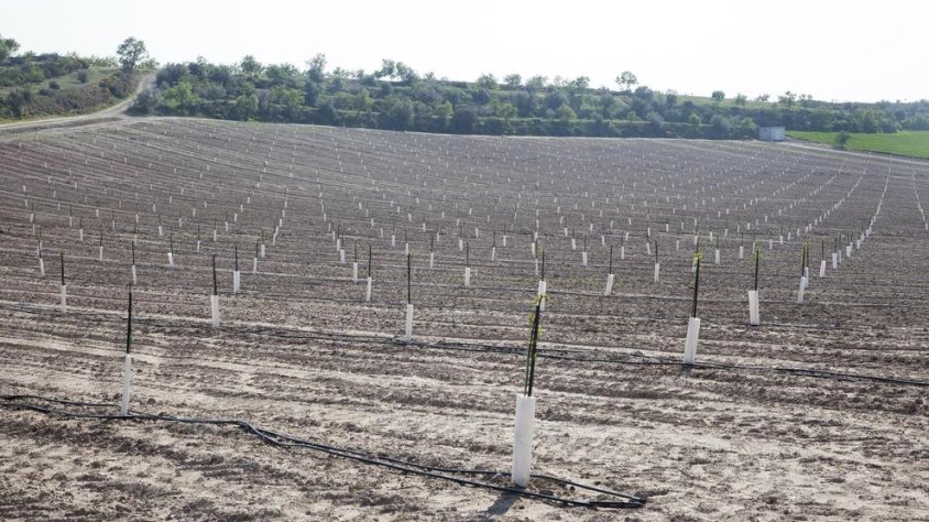 Plantació d'ametllers a Vilagrassa