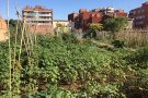 Tàrrega obre el període de sol·licituds per fer ús de les parcel·les dels horts socials i familiars