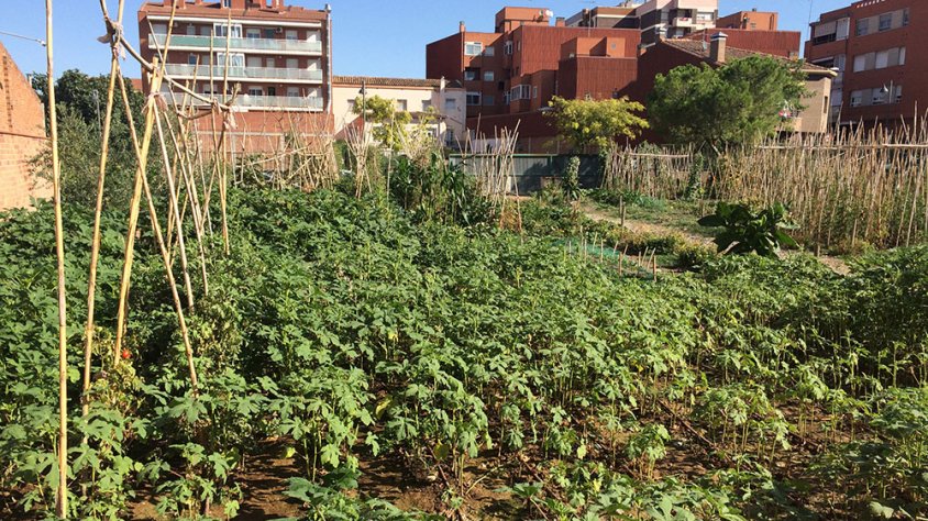 Imatge d'arxiu dels horts urbans de Tàrrega