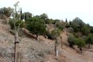 Nova fase de plantacions al Parc de Sant Eloi de Tàrrega amb la incorporació d’una quarantena d’alzines