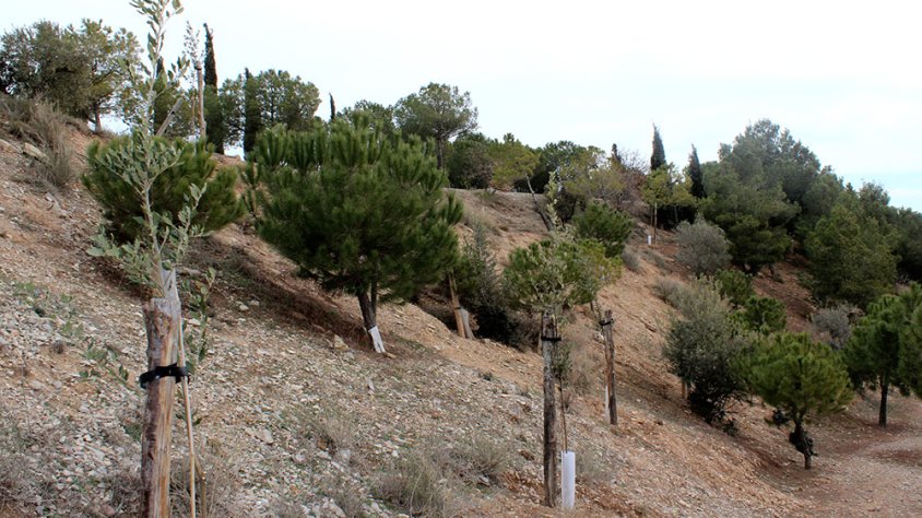 Algunes de les noves alzines que s'han plantat recentment