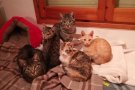 Rescatats sis gats d'un pis okupat a Tàrrega