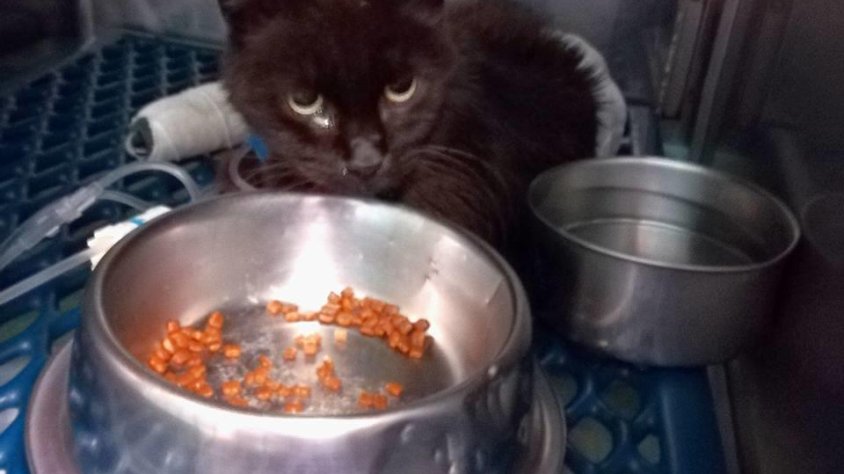 El gat està ingressat en una clínica veterinària