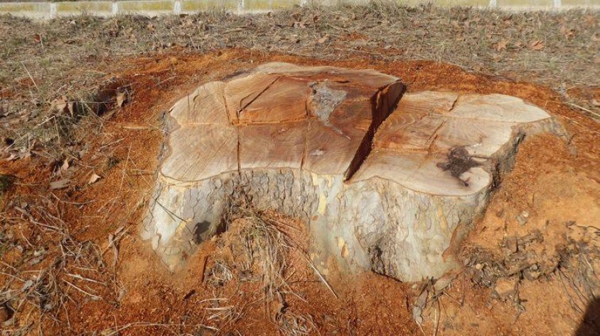 Un arbre tallat al costat del canal d'Urgell a Agramunt
