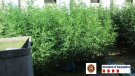 Desmantellada una plantació de marihuana a Agramunt
