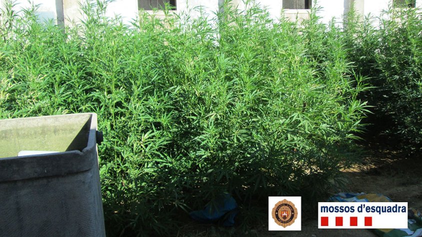 Localitzen 80 planes de marihuana a l'exterior d'una granja d'Agramunt