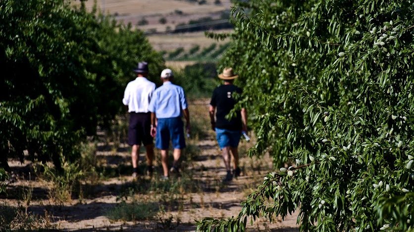Passejant entre la plantació dels ametllers