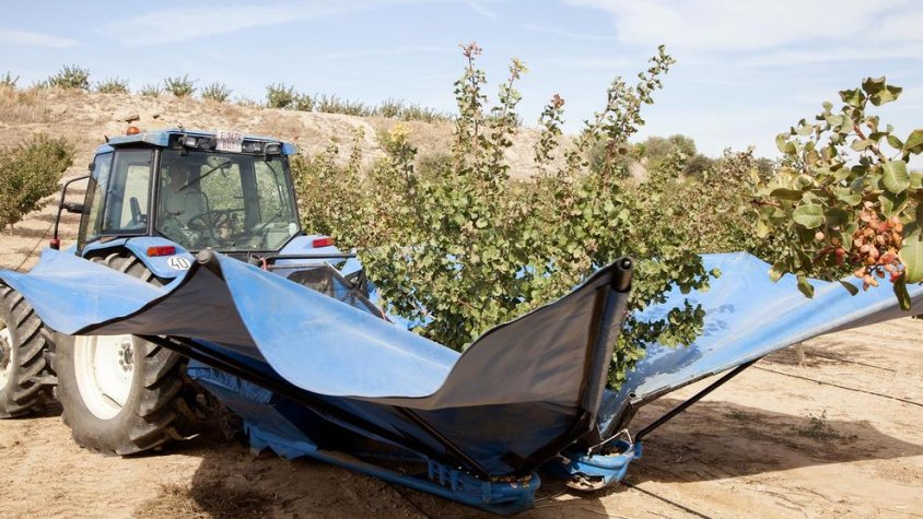 El cultiu de pistatxos a la finca Mas de Colom que el Grup Borges té a Tàrrega