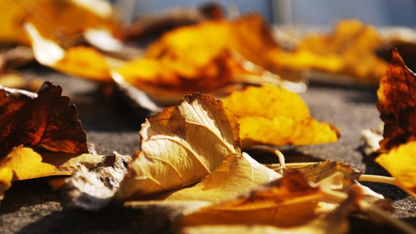 Fulles esgrogueïdes