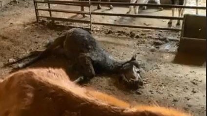 Captures del vídeo difós per la Fundació Santuari Gaia sobre el recinte de Tornabous