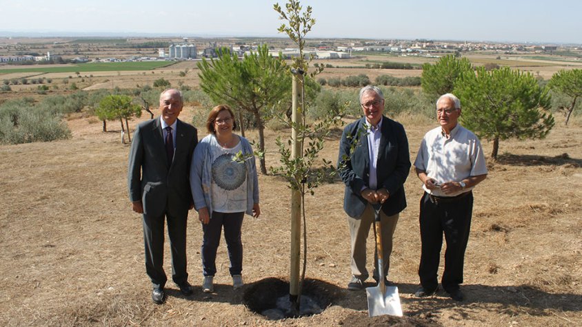 Plantada de l'alzina a la zona on es construirà la nova plaça. Al fons, la planta de Borges a Tàrrega i el Museu Trepat