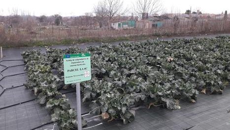 Una de les parcel·les dedicades a la producció de bròcoli amb finalitats científiques a Agramunt