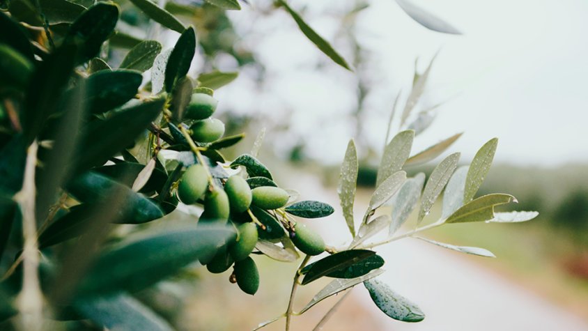 El sector primari diu prou