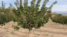 Borges espera ampliar fins a les 350 les hectàrees de pistatxo el 2022