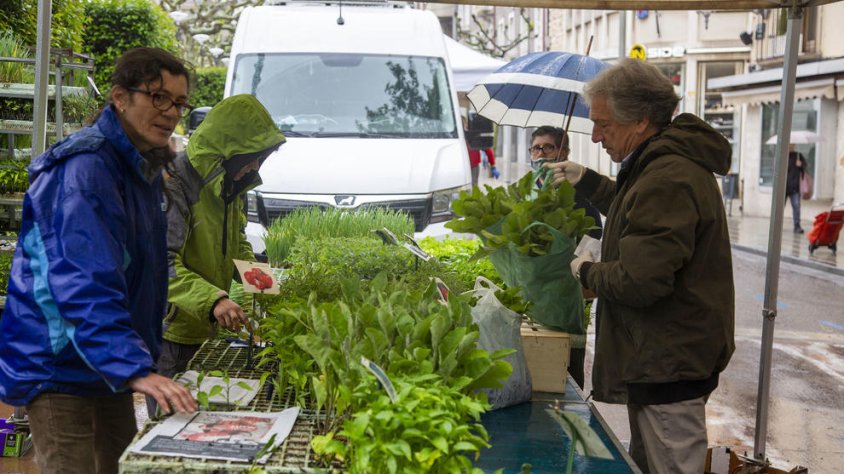 Gent que compra brots i materials per als horts ahir al mercat de Tàrrega