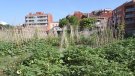 L'Ajuntament de Tàrrega ajorna fins l'any vinent el programa d’horts urbans a causa de la pandèmia